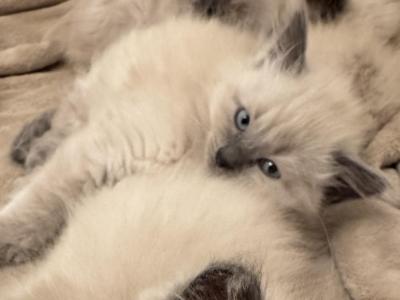 Polydactyl Ragamese - Ragdoll - Gallery Photo #1