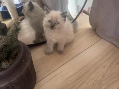 Doug And Paul E - Ragdoll - Gallery Photo #1
