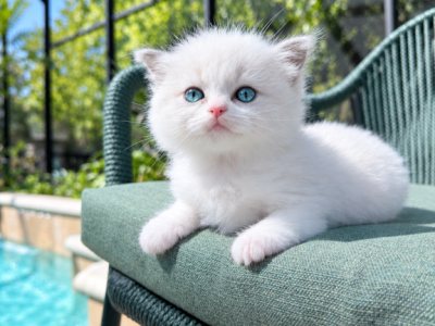 Neptune - Ragdoll - Gallery Photo #1
