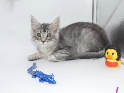 SLEET SILVER TABBY FEMALE MAINE COON KITTEN - Maine Coon - Gallery Photo #1