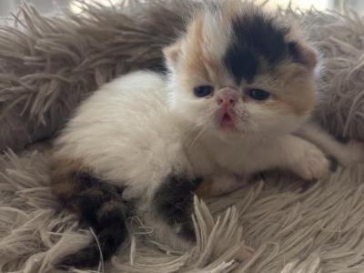 Gorgeous Christmas Kittens Available - Persian - Gallery Photo #1