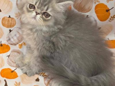 Baby Ashes - Persian - Gallery Photo #1