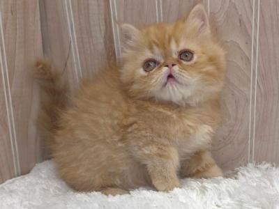 Big Red - Persian - Gallery Photo #1