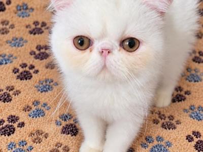 COPPER EYED WHITE CFA REG EXOTIC BOY - Exotic - Gallery Photo #1