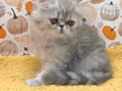 Miss Lovekins - Persian - Gallery Photo #1