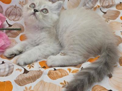 Princess Isabella - Exotic - Gallery Photo #1
