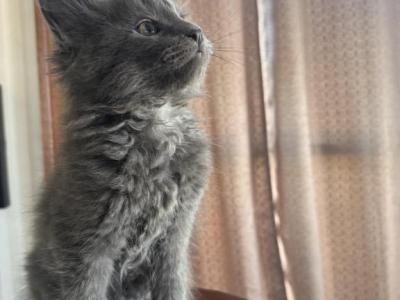 Pearl - Maine Coon - Gallery Photo #1