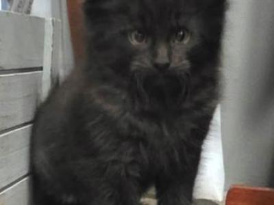 Onyx - Maine Coon - Gallery Photo #1