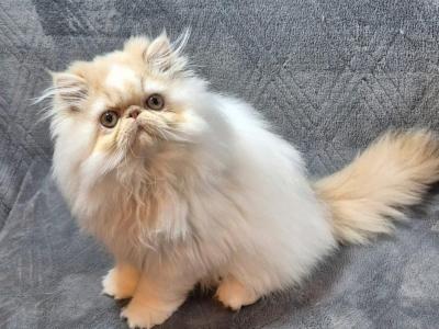 Cream And White Kansas City - Persian - Gallery Photo #1