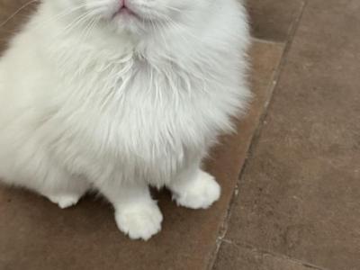 Simba - Ragdoll - Gallery Photo #1