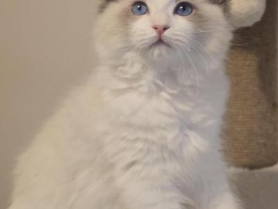 Bueatiful Bicolor  Ragdoll Girl - Ragdoll - Gallery Photo #1