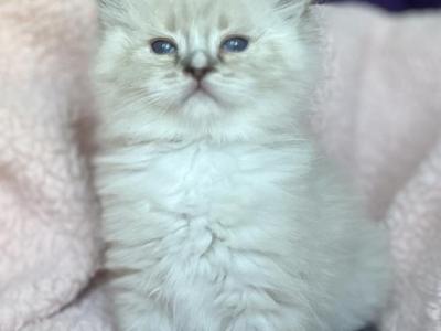 Ragdoll - Ragdoll - Gallery Photo #1