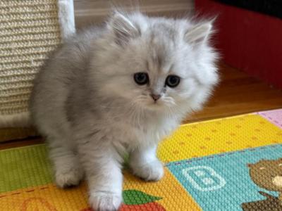 Jerry - British Shorthair - Gallery Photo #1