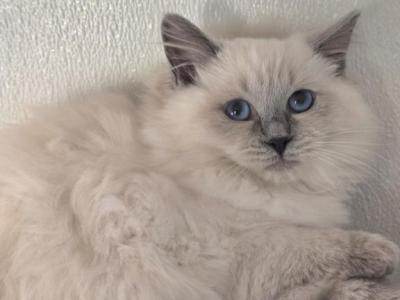 Blue Point Girl - Ragdoll - Gallery Photo #1