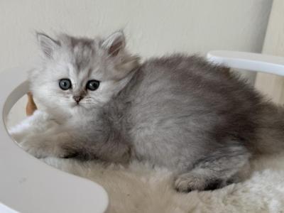 Jerry - British Shorthair - Gallery Photo #1