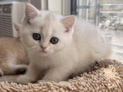 Leon - British Shorthair - Gallery Photo #1
