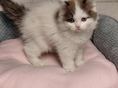 Ragdoll Kittens - Ragdoll - Gallery Photo #1