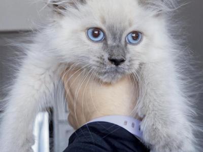 Eli - Ragdoll - Gallery Photo #1