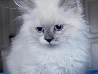 Milo - Ragdoll - Gallery Photo #1