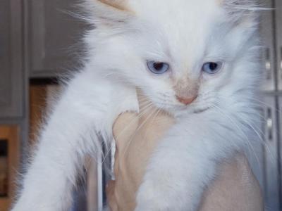 Pyro Flame Point - Ragdoll - Gallery Photo #1