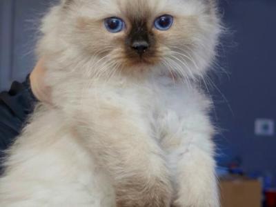 Kiya - Ragdoll - Gallery Photo #1