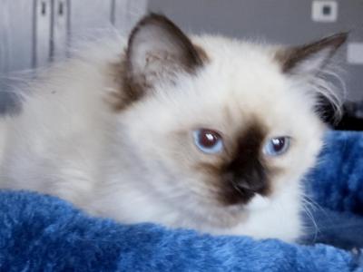 Kora - Ragdoll - Gallery Photo #1