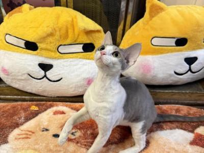 Ruby - Devon Rex - Gallery Photo #1