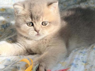 Dolly - British Shorthair - Gallery Photo #1