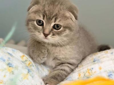 Jules - Scottish Fold - Gallery Photo #1