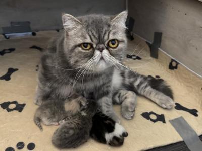 Sophia's Kittens - Exotic - Gallery Photo #1