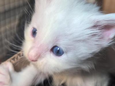 Snow - Maine Coon - Gallery Photo #1