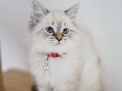 Giovanna - Siberian - Gallery Photo #1