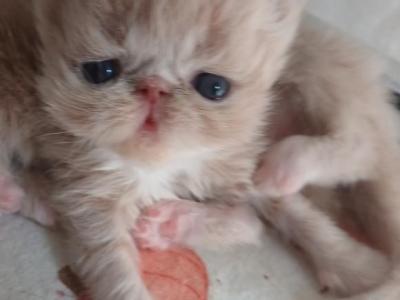 Adorable Babies Arrived With The Sun This Morning - Persian - Gallery Photo #1