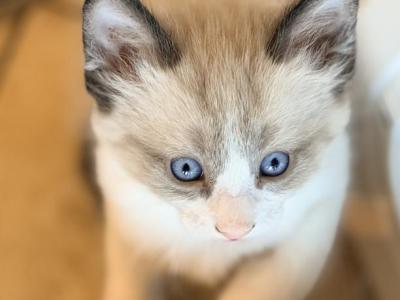 Ragdolly Ragdoll Balinese Mix - Ragdoll - Gallery Photo #1