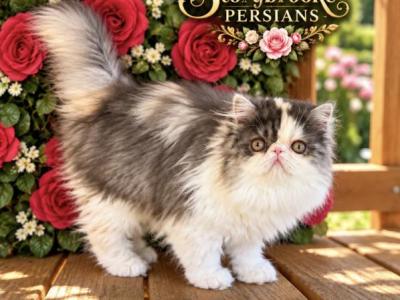 Cakey Cat - Persian - Gallery Photo #1