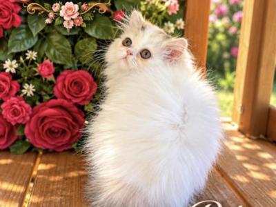 Bitsy - Persian - Gallery Photo #1