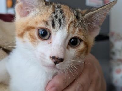 Muscle Cat & Calico - Domestic - Gallery Photo #1