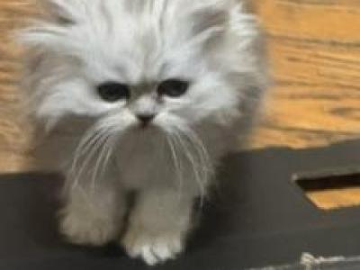 Marco Persian - Persian - Gallery Photo #1