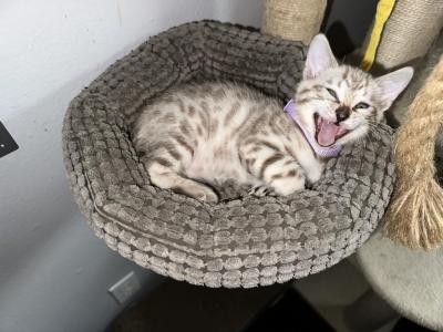 Poppy Aka Moya - Bengal - Gallery Photo #1