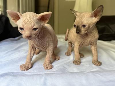 Sphynx Kittens In Miami - Sphynx - Gallery Photo #1