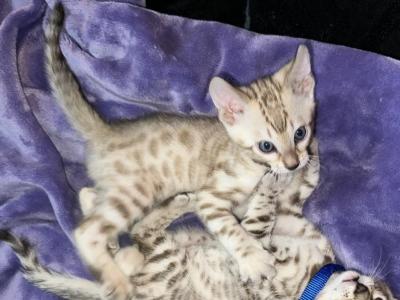Crichton Black Collar - Bengal - Gallery Photo #1