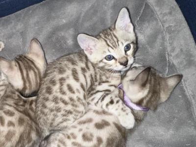 Talyn Blue Collar - Bengal - Gallery Photo #1