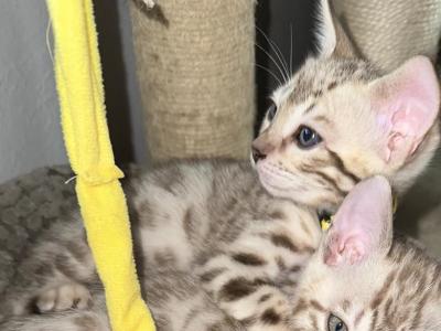 Zhann Yellow Collar - Bengal - Gallery Photo #1