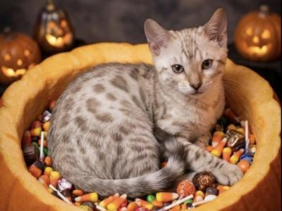 Snow Mink Leopard Princess - Bengal - Gallery Photo #1
