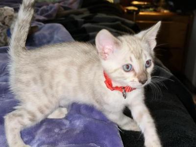 Chiana Red Collar - Bengal - Gallery Photo #1