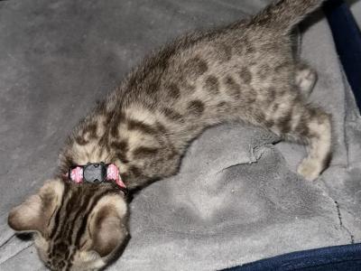 Sikozu Pink Collar - Bengal - Gallery Photo #1