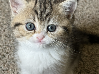 Tiger - Persian - Gallery Photo #1