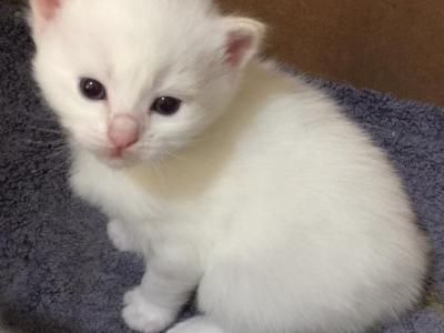 Coty - Ragdoll - Gallery Photo #1