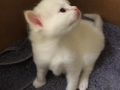 Calvin - Ragdoll - Gallery Photo #1