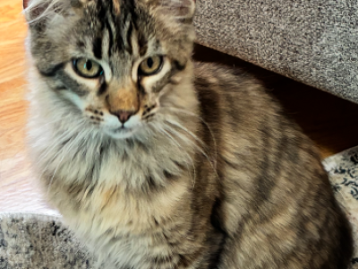 Gerda - Maine Coon - Gallery Photo #1